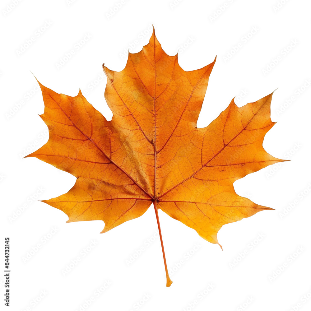 Obraz premium autumn maple leaf isolated with transparent background