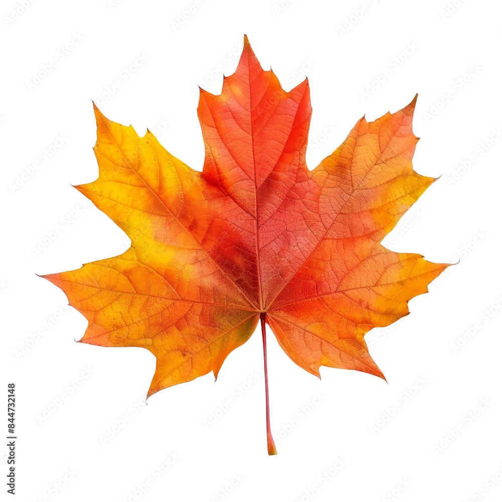 autumn maple leaf isolated with transparent background autumn maple leaf isolated with transparent background
