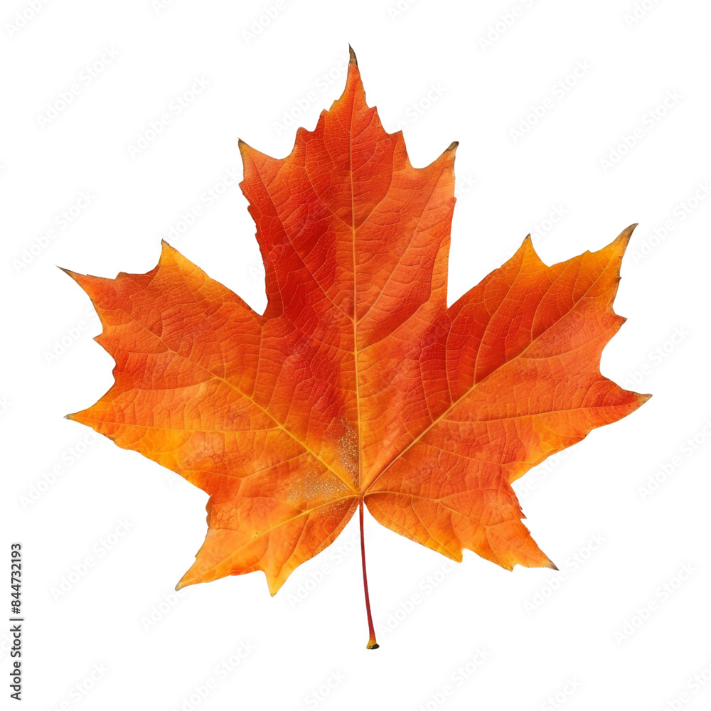 Obraz premium autumn maple leaf isolated with transparent background
