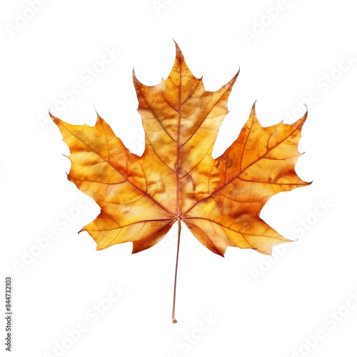 autumn maple leaf isolated with transparent background