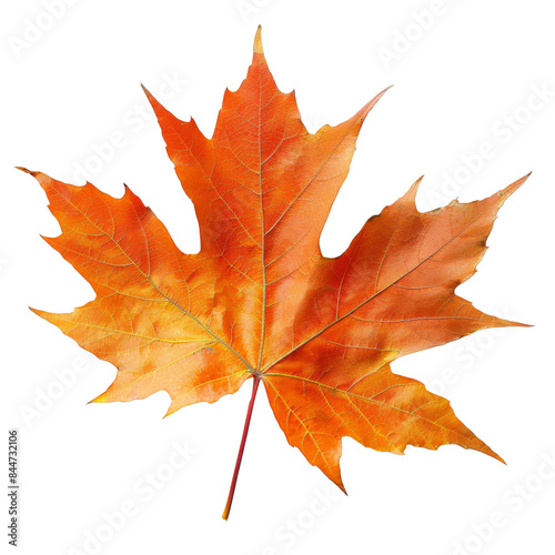 autumn maple leaf isolated with transparent background