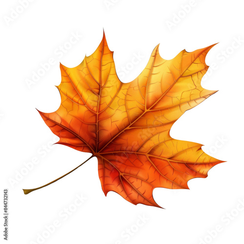 autumn maple leaf isolated with transparent background