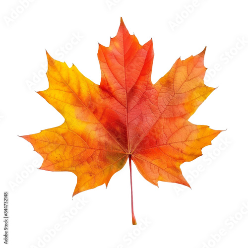 autumn maple leaf isolated with transparent background