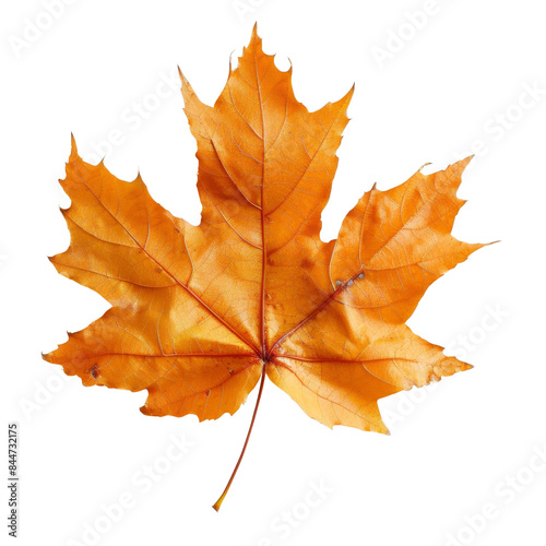 autumn maple leaf isolated with transparent background