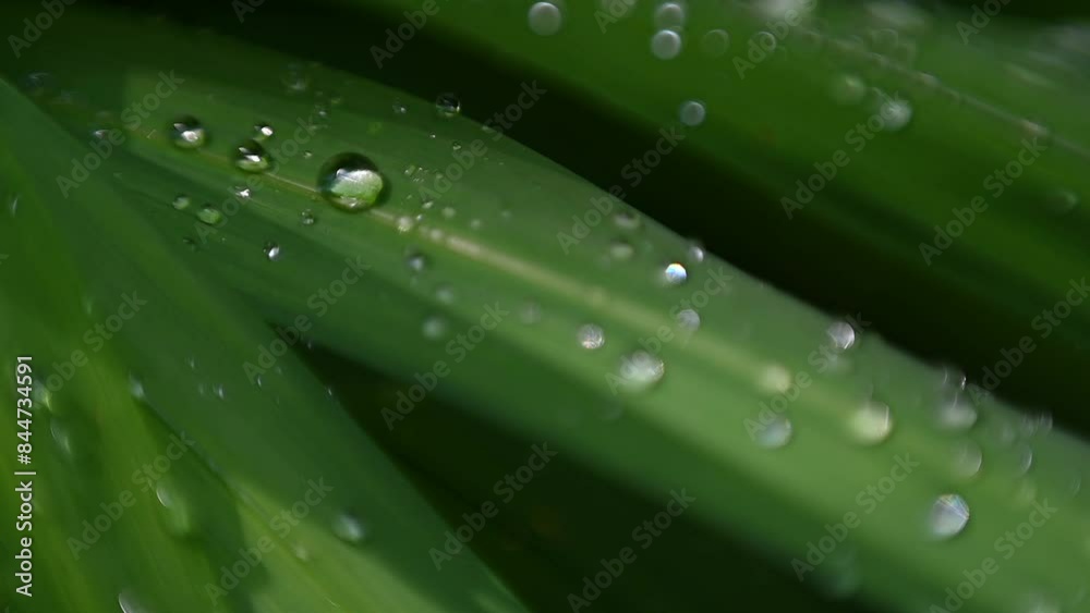 macro photography of green leaves with transparent dew drops macro photography of green leaves with transparent dew drops