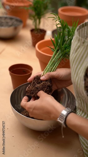 hands cleaning Areca palm plant roots at plants care workshop masterclass. Woman wearing striped apron. table with plants, pots, soil mixtures