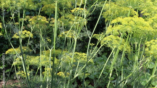  Finocchio selvatico Foeniculum vulgare nel giardino. Fiori di finocchietto selvatico.