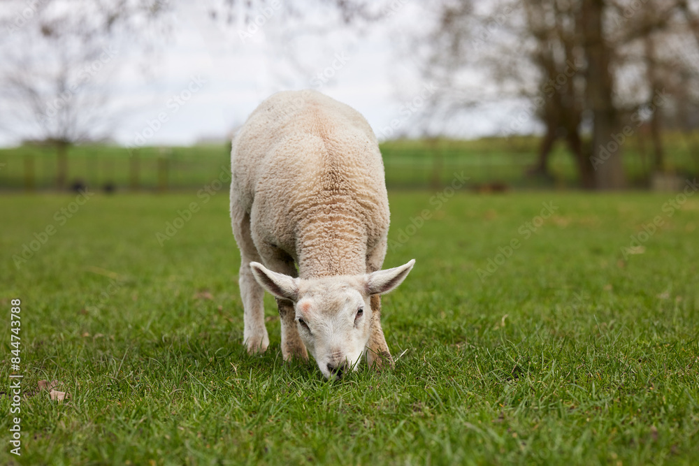 Cute white lamb grazes on meadow Cute white lamb grazes on meadow