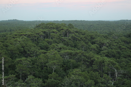Pins de la dune du pilat, foret, aquitaine