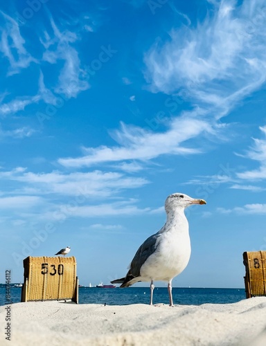 Eine Möwe steht im Vordergrund auf einem Sandstrand, dahinter Strandkörbe, ein weiterer Vogel und das Meer unter einem klaren, blauen Himmel. photo