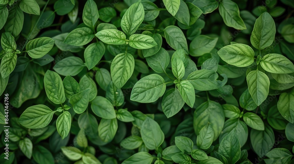 Abundant growth of green suji leaves in the yard for natural food coloring Abundant growth of green suji leaves in the yard for natural food coloring