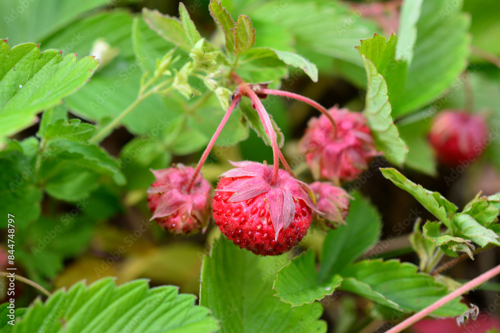 a bush with a red berry on it and a green leaf a bush with a red berry on it and a green leaf