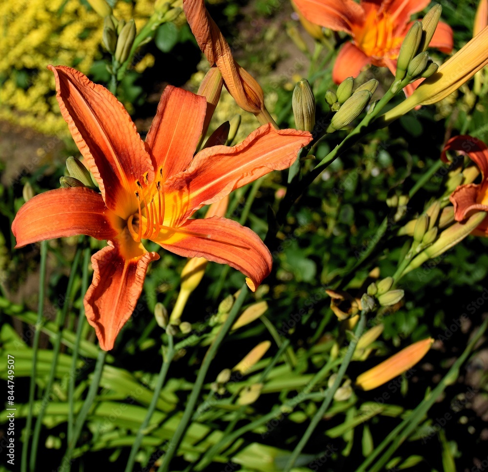 pretty orange lilies in the garden close up pretty orange lilies in the garden close up