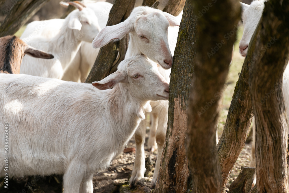 Herd of Goats Standing in Forest Herd of Goats Standing in Forest