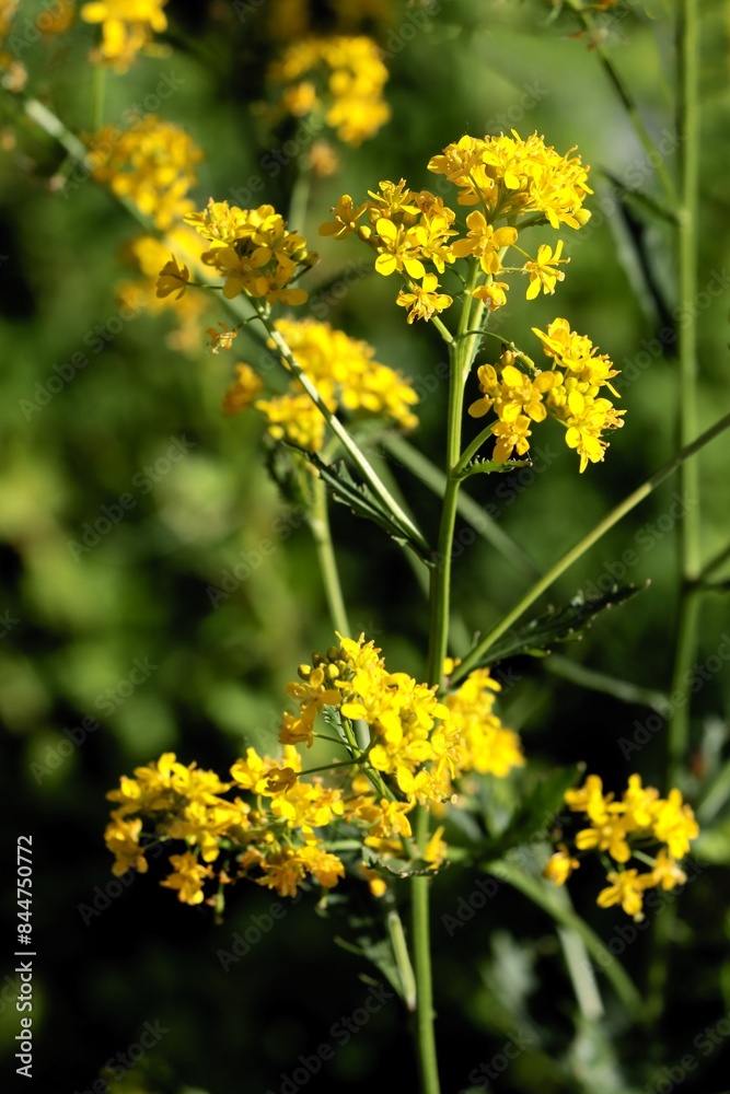Fototapeta premium yellow flowers of Sisymbrium strictissimum plant in summer