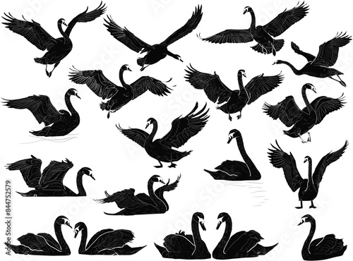 seventeen swans collection isolated on white