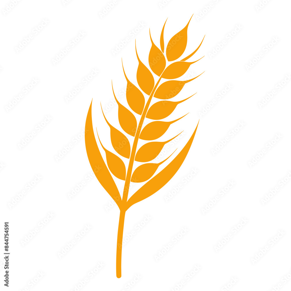 wheat ears isolated on white wheat ears isolated on white
