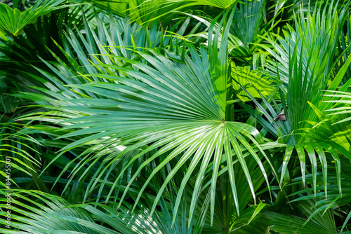 Borassus flabellifer Sugar palm in garden