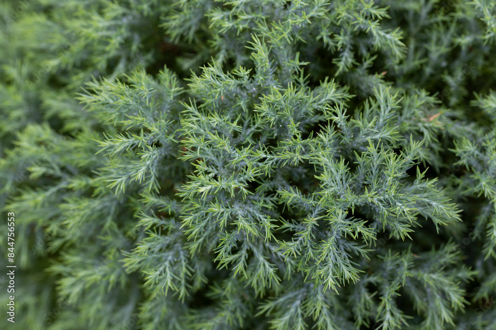 Close up of pine tree Close up of pine tree