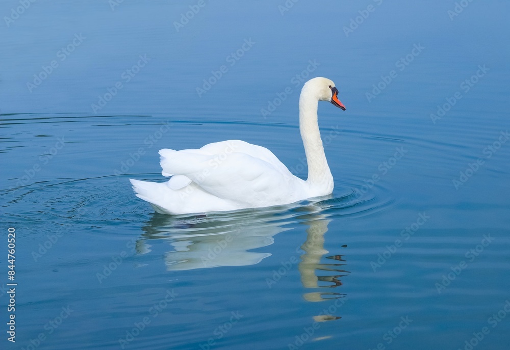white swan in lake white swan in lake