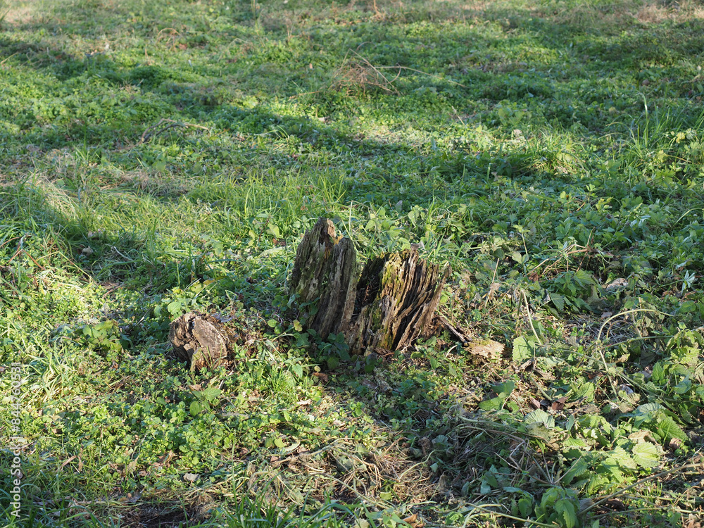 Fototapeta premium rotting tree stump in the grass