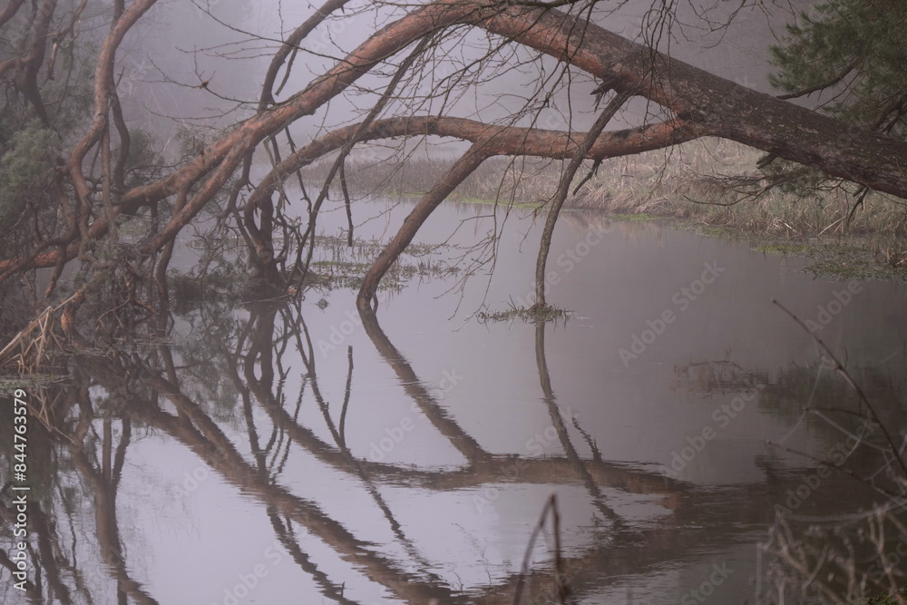 a tree fell into the river on a foggy morning a tree fell into the river on a foggy morning