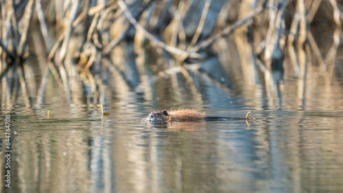 A wild nutria in a calm lake © DZiegler
