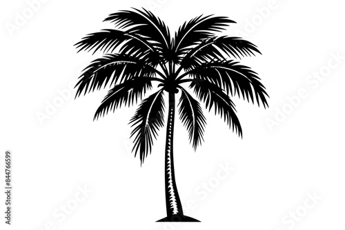 Coconut tree on a white background