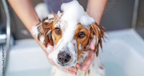 Adorable Dog Getting a Bubble Bath During Professional Pet Grooming Session. Pet Care Concept.