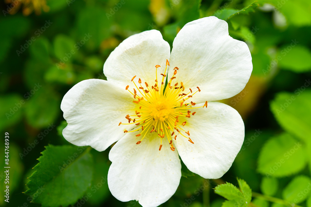 A white rosehip flower. A beautiful yellow rosehip flower. A white rosehip flower. A beautiful yellow rosehip flower.