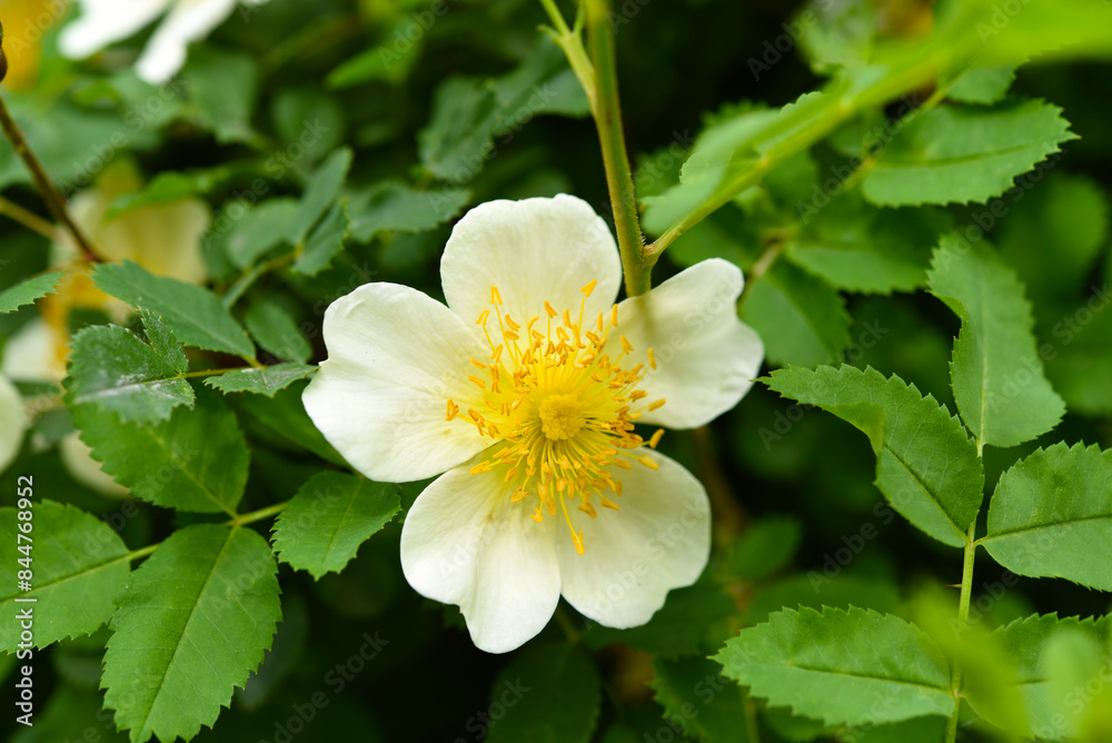 A white rosehip flower. A beautiful yellow rosehip flower. A white rosehip flower. A beautiful yellow rosehip flower.