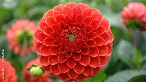 Dahlia flower with large round petals and central floret disk captured in photo with bokeh effect