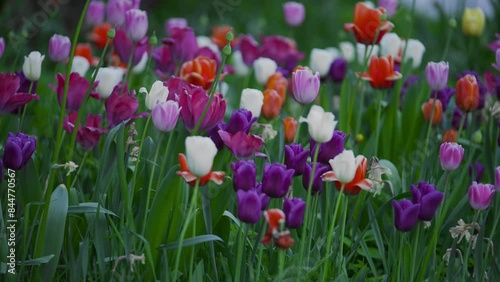 Beautiful Tulips Grow Next to a Blooming Apple Tree