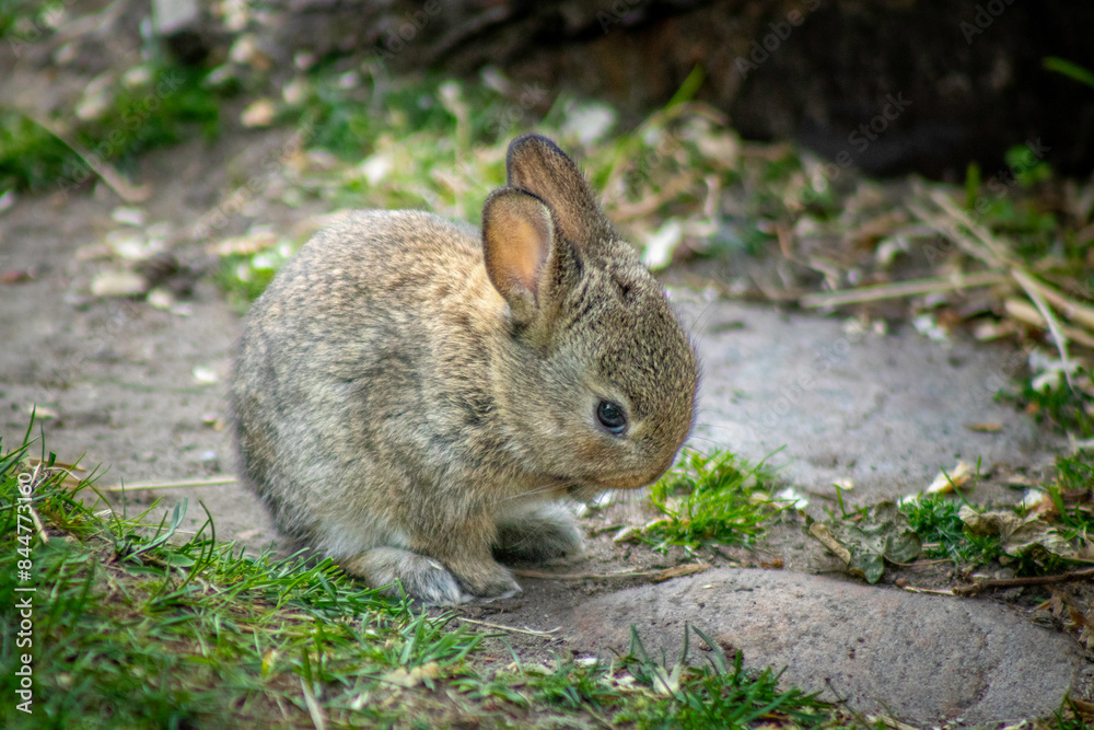 Fototapeta premium rabbit in the grass