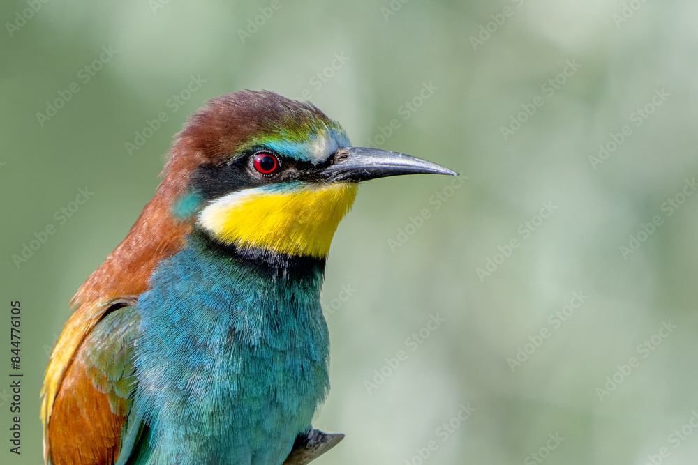 custom made wallpaper toronto digitalColorful bird outdoors and wildlife. European bee-eater (Merops apiaster) in natural habitat. A strikingly beautiful colorful bird that can fly very well and winters in Africa as a migratory bird. Con