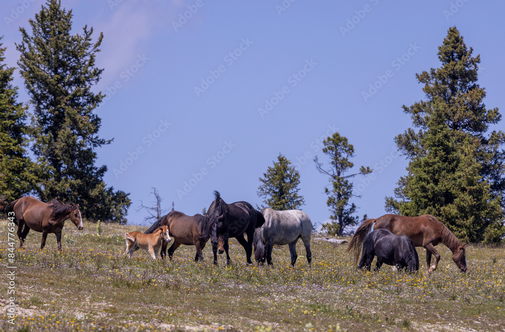 Fototapeta premium Wild Horses in Summer in the Pryor Mountains Montana