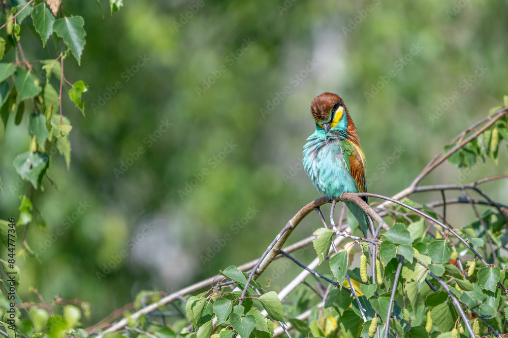 Fototapeta premium Colorful bird outdoors and wildlife. European bee-eater (Merops apiaster) in natural habitat. A strikingly beautiful colorful bird that can fly very well and winters in Africa as a migratory bird. Con