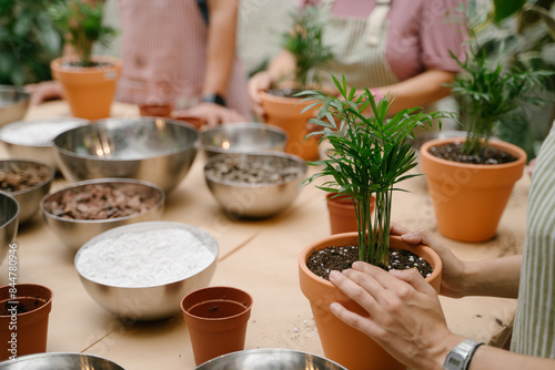 Fotografie Woman Hand holding Areca palm in a clay pot on table with bowls and soil