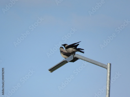 bird on a wire. crow