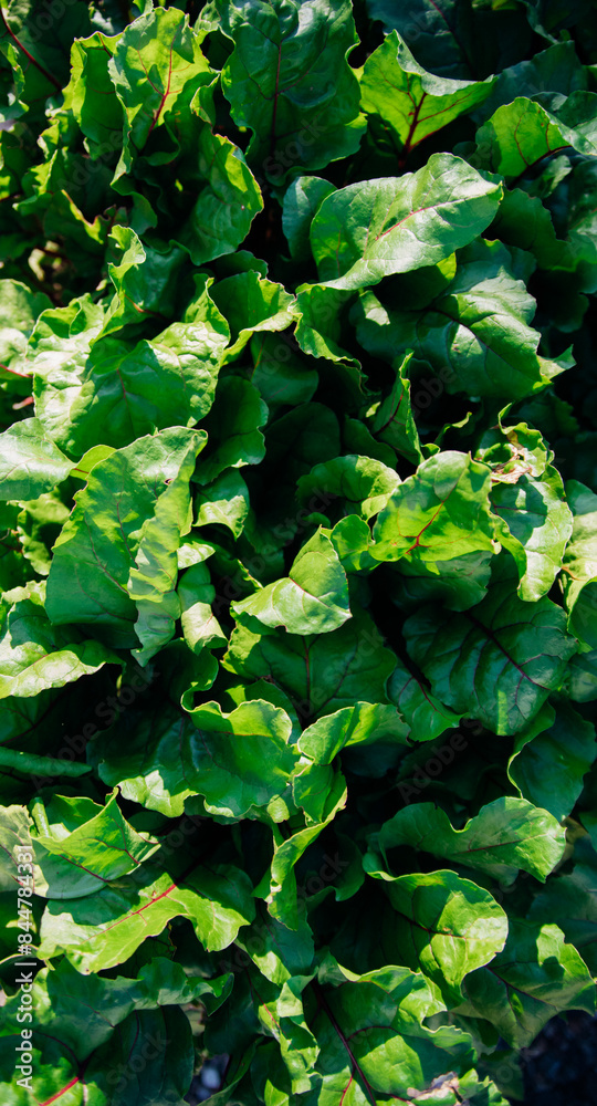 Green beet leaves with red stems. Beets in the garden. Young beets in the spring.