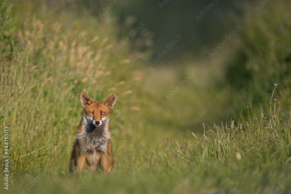 Red Fox. The species has a long history of association with humans.The red fox is one of the most important furbearing animals harvested for the fur trade. Largest of the true foxes Red Fox. The species has a long history of association with humans.The red fox is one of the most important furbearing animals harvested for the fur trade. Largest of the true foxes