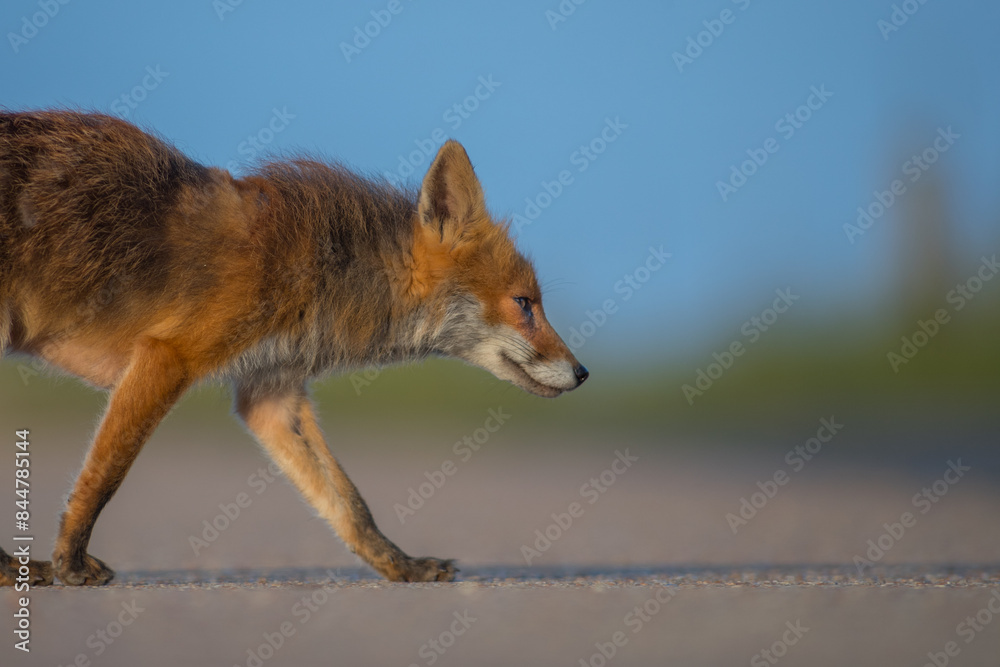 Obraz premium red fox vulpes side photo detailed close up, isolated blurred background blue skies tarmac road