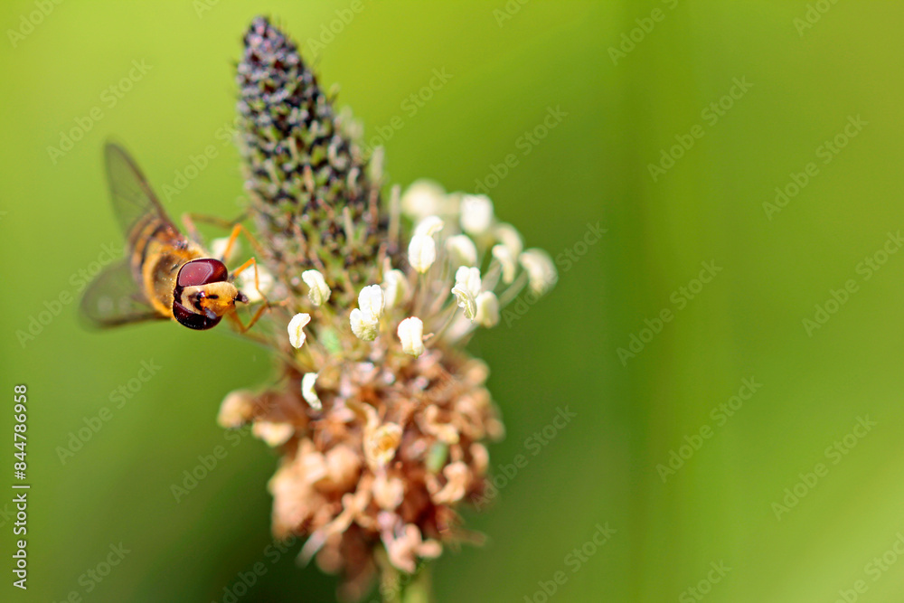 Hoverfly looking for pollen on a ribwort plantain flower Hoverfly looking for pollen on a ribwort plantain flower