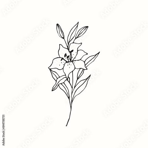 Hand drawn line art lily flower