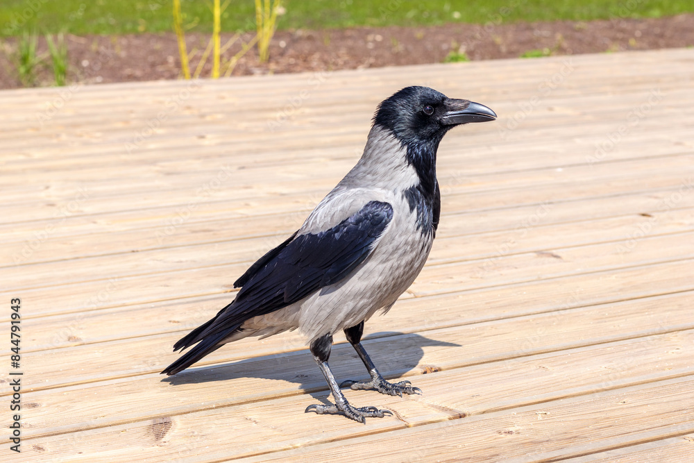 Fototapeta premium crow on the ground