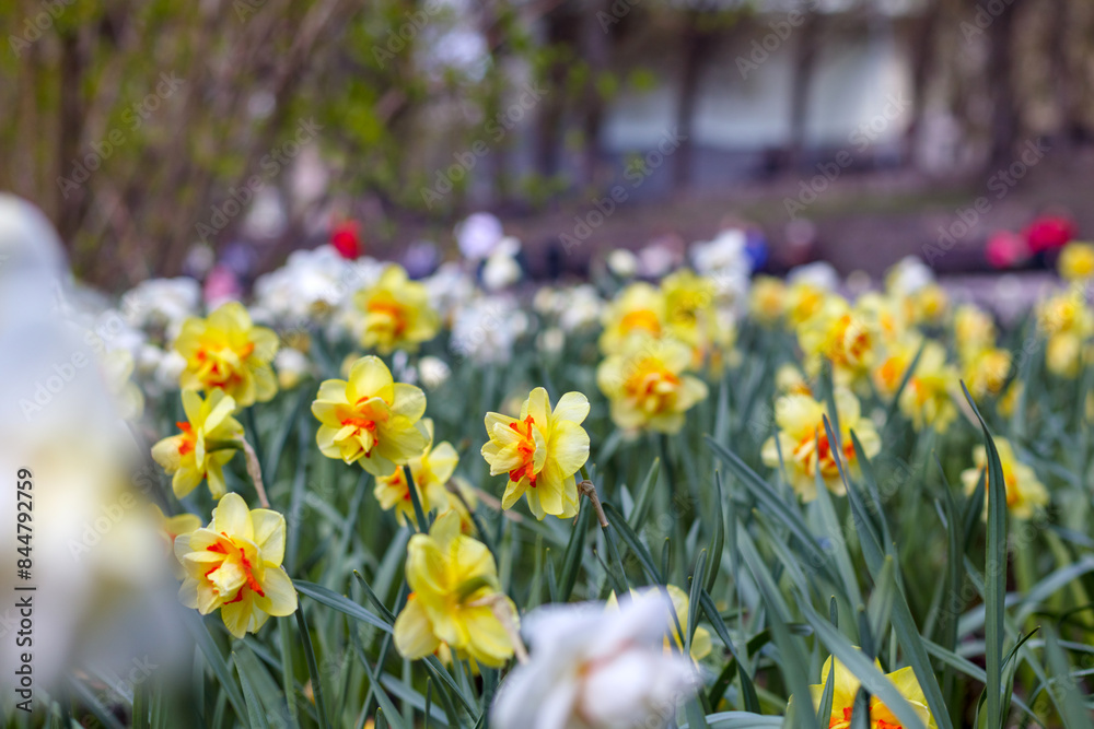 
spring flowers called daffodils in garden or park