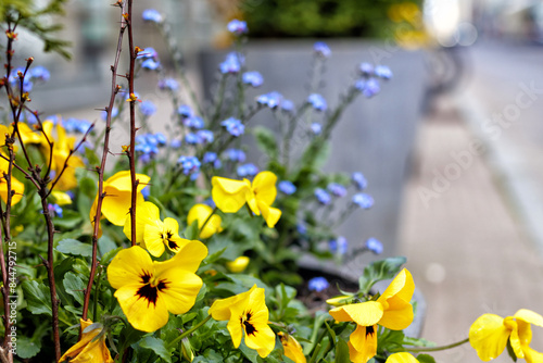 
yellow and sili flowers on the background of footpaths photo