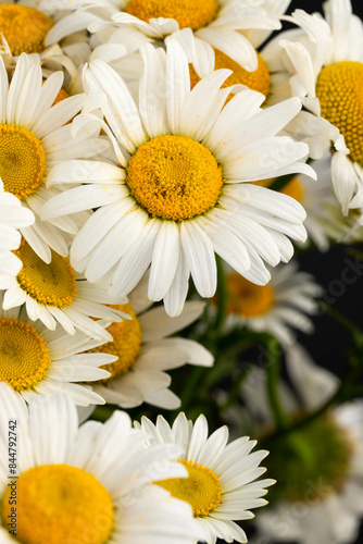 Chamomile or daisies isolated on black background.