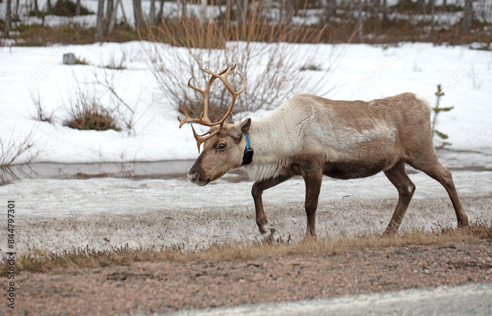 Closeup of a reindeer wearing a GPS-collar in Finland Closeup of a reindeer wearing a GPS-collar in Finland