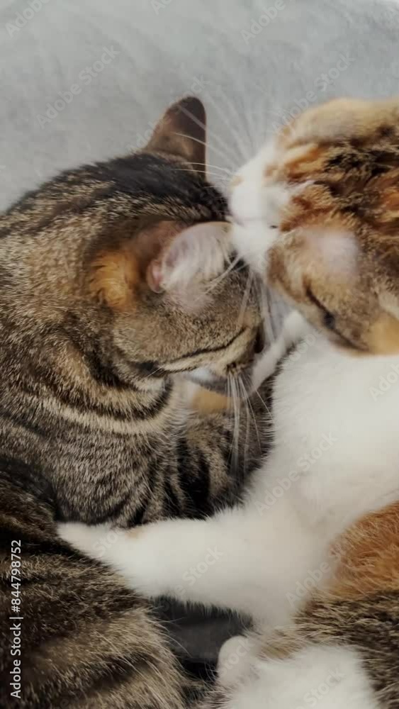 Two cats washing themselves together Two cats washing themselves together